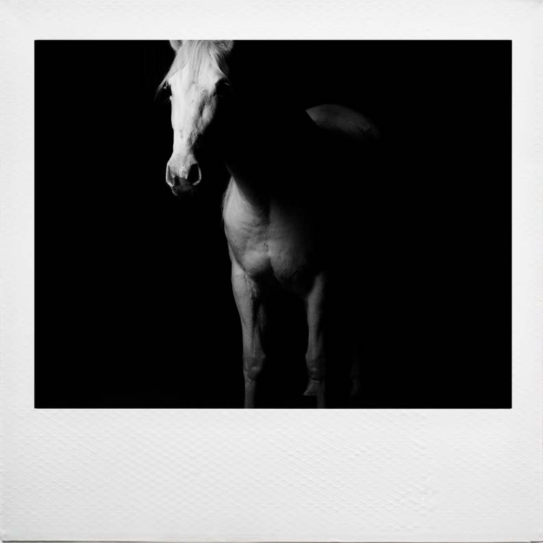 Laurie Oneil Loves Horses